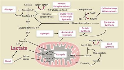 Trajectories of Brain Lactate and Re-visited Oxygen-Glucose Index Calculations Do Not Support Elevated Non-oxidative Metabolism of Glucose Across Childhood